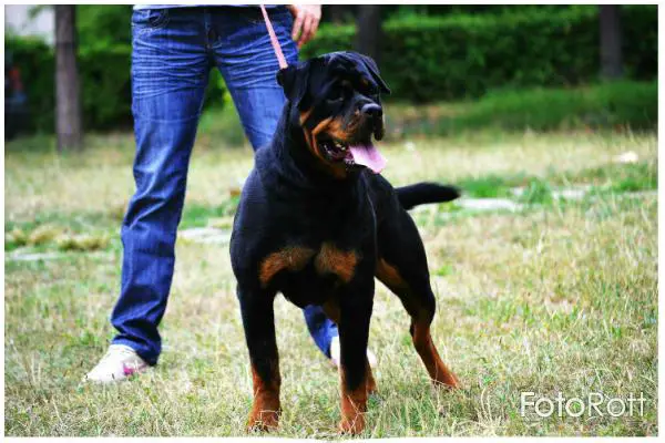 Andy Von Hause Golden Widershein