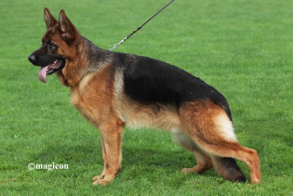 V Hector von der Kanisfluh