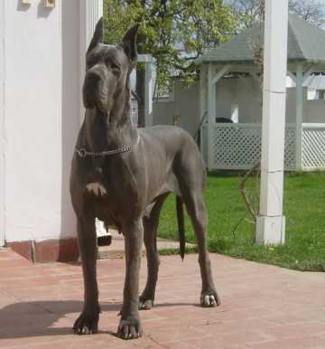 CH Sina De La Benjamine