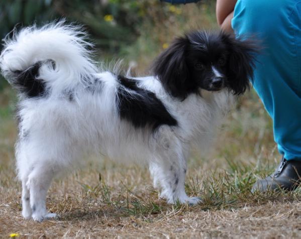 Kilemars Passo Red Wine PH(Sweden)