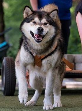 German Champion VDH Living in Woods Aponowi