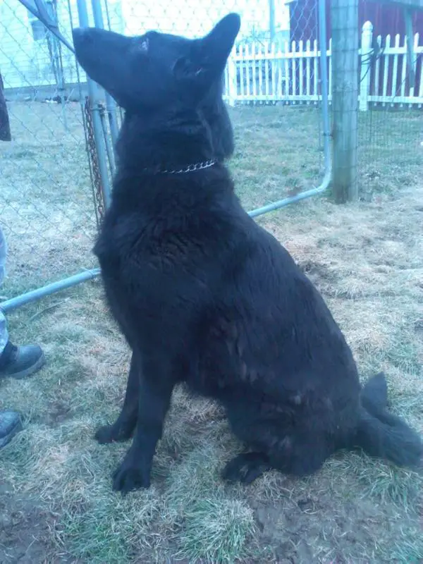 Ausha Witten Arbeiten Zwinger