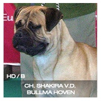 CH Shakira V.D. Bullma Hoven
