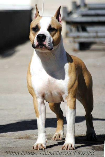 CACIB Zheltaya Rhapsody Zabava