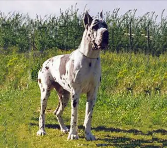 Mako-A Dell'Aprusa