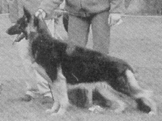 CH (AKC) Stonewall's Cherry Cola