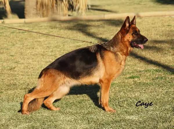 SG Andy de Villarejo