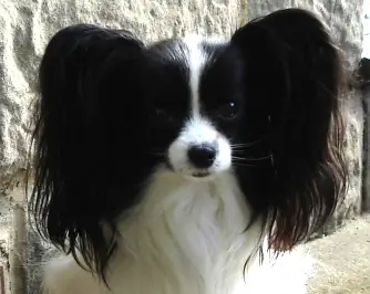 Papplewick Paloma