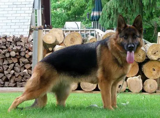 Almandine von der Stadtrand