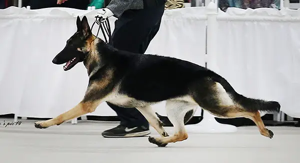 GCH CH Hessen's Cyd Charisse of Mariner