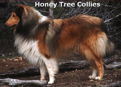 Van-M Gadfly of Honey Tree
