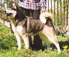 LAFI Legenda Północy