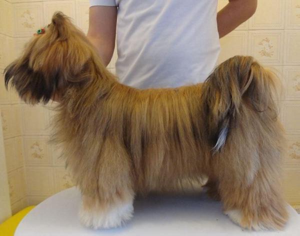 Cult Legend Beyoncé DreamGirl