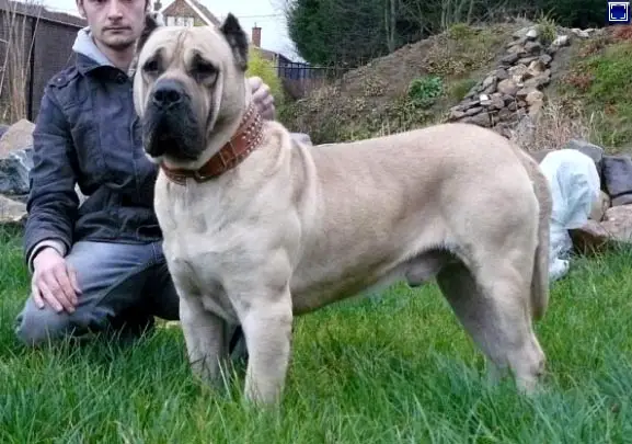 Danko (de Cielo de Canarias)