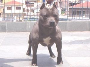 Thunder Cães do Leste
