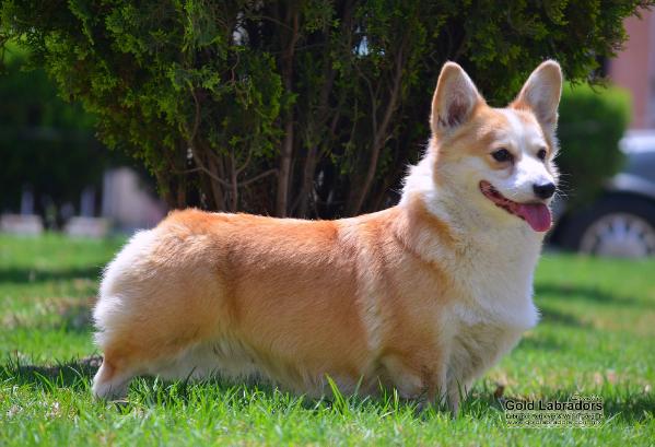 Mex Ch. CMex S´10. Alice Cullen At GL (Allegre)