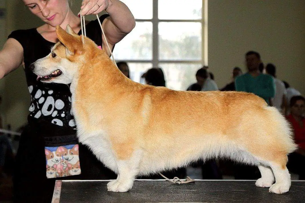 JCH RUS CH RUS CACIB Ormay Zefirina