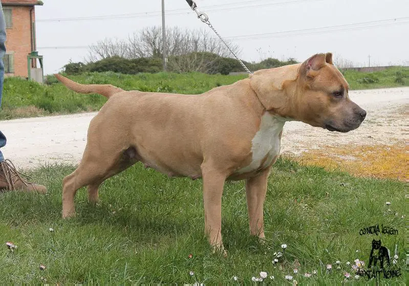 Contra Legem Fuego del Alma