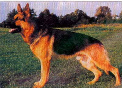 SG Vasko vom Oberhausener-Kreuz