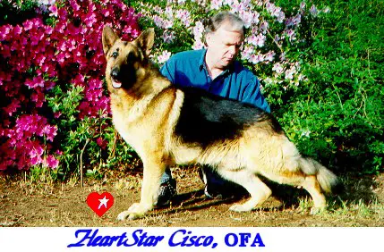 HeartStar's Cisco