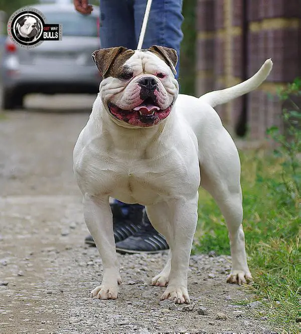 Rebel Country's Hammerstein