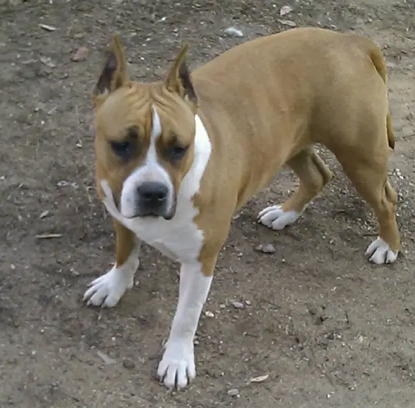 Besy Von Der Ava-Forst