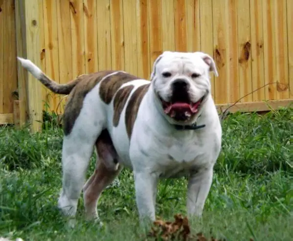 Buretta's Savage Beast a.k.a Jake