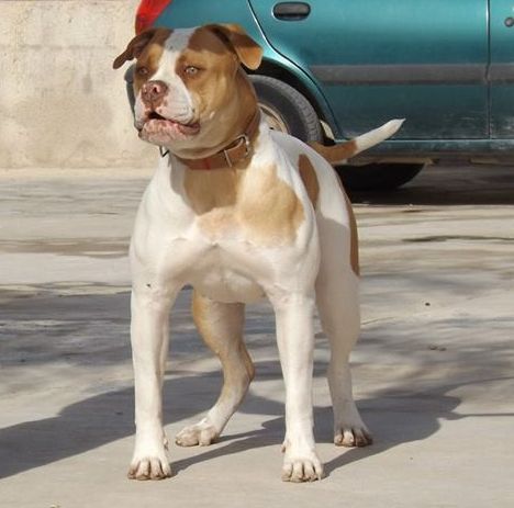 Redbullys noa of LLebeig