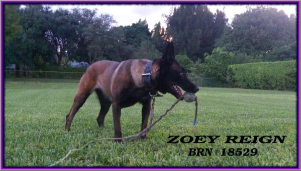 Zoey Reign BRN 18529