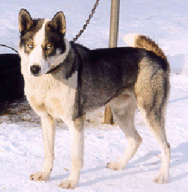 Shaguluk’s Onyx Of Tay Marr 92.4