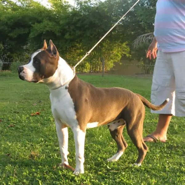 Avatar PS Wytorias Kennel