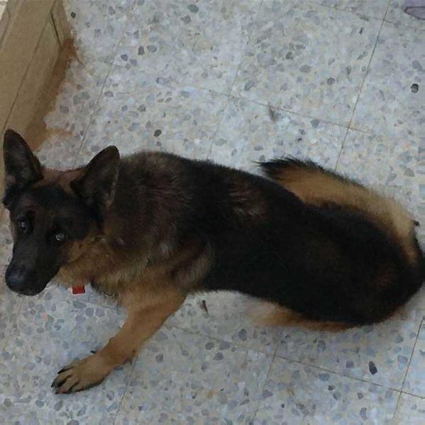 Diego Hazipor Hakhula