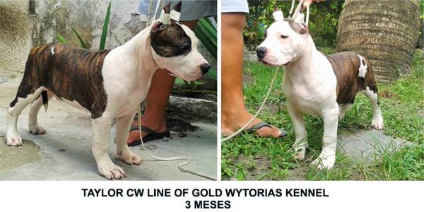 Taylor CW Line Of Gold Wytorias Kennel