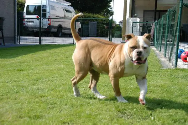 bull-exclusive's roxy