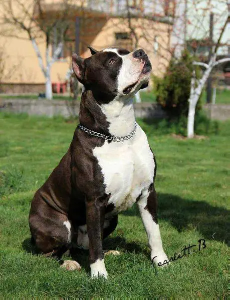 Multi Ch,JCh FBiH,Ch.Montenegro,Ch Serbia,Ch Macedonia Emporio Taurunum Angel's