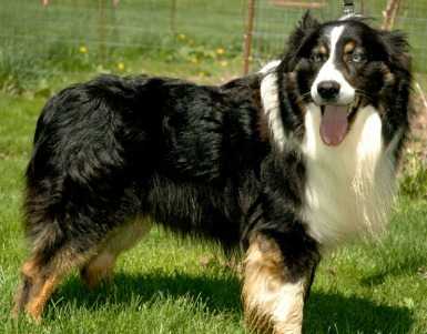 Heavenbounds Oreo Cookie