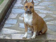 Steffie des Sept Epis d'Or