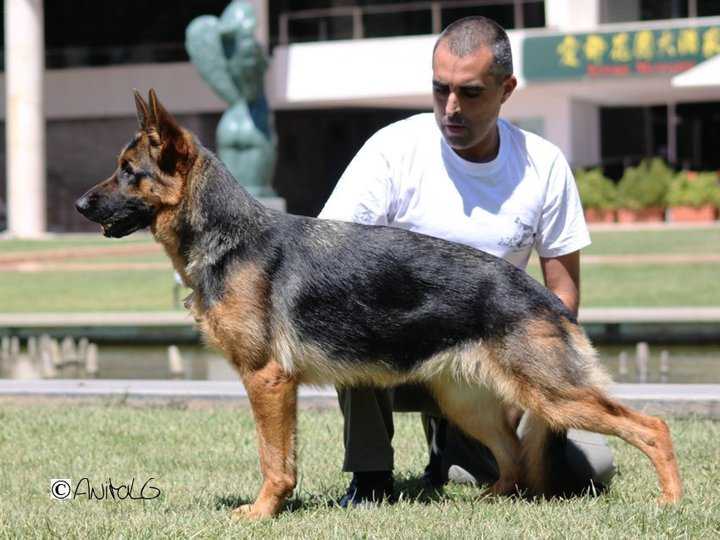 PT SIEGERIN, CH (PT/GIB/INT) Glorissa vom Hühnegrab