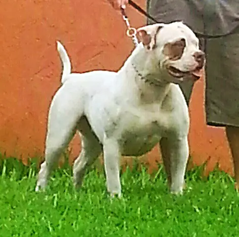 Rodriguez Kahlua