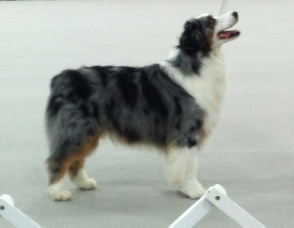 CH. Windrift's Latitude