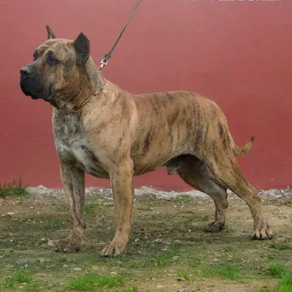 CH ( ESPAÑA ) Mamut de Guadalcan
