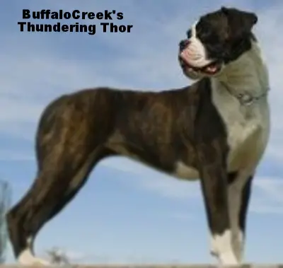 Aurora's Thundering Thor of BuffaloCreek