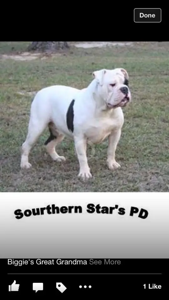 Southern Star's PD