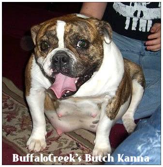 BuffaloCreek's Butch-Kanna