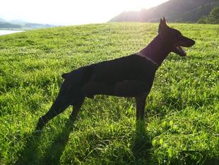 Vasco del Pais Baviera