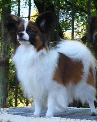CH,CAC,CACIB Bandit Cortez De Pompadour