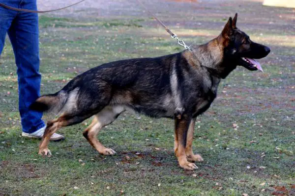 Kona vom Heidelberger-Schloss