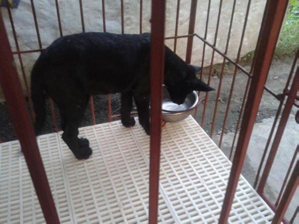 phantom lazaro black panther