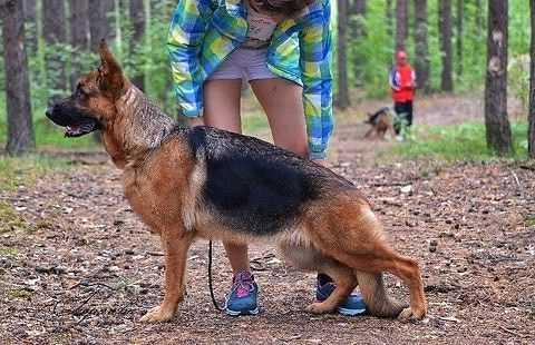 Zoloto Inkov vom Safari Land