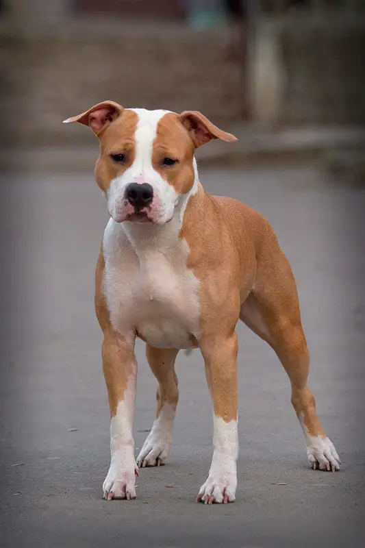 CH. Sher Victory Iz Doma Lankaster